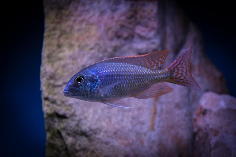 Lethrinops marginatus 'Matema'